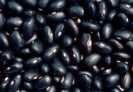 Black Gram- Phaseolus mungo 