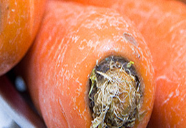 Carrot - Daucus carota ssp. Sativa