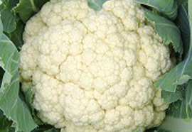 Cauliflower- Brassica oleracea var. botrytis
