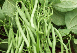 French Beans- Phaseolus vulgaris