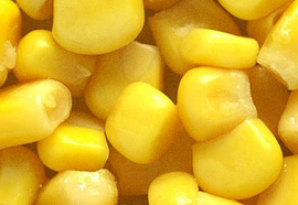 Maize - Zea mays
