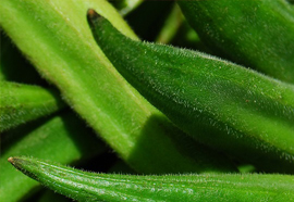 Okra - Hibiscus esculentus
