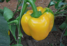 Capsicum - Capsicum spp. (annuum)