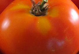 Tomatoes - Lycopersicon esculentum