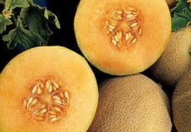 Musk Melon Cucumis melo