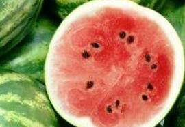 Water Melon- Citrullus lanatus