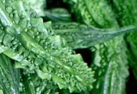 Bitter Gourd - Momordica charantia