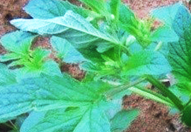Sesamum- Sesamum indicum